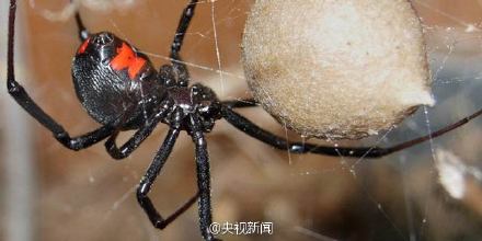 九色蜘蛛(蜘蛛科寡妇蜘蛛属动物九色蜘蛛) 九色蜘蛛(蜘蛛科寡妇蜘蛛属动物九色蜘蛛)