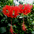 吊灯花(纹瓣悬铃花) 吊灯花(纹瓣悬铃花)
