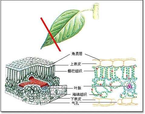 叶片结构介绍 叶片结构介绍