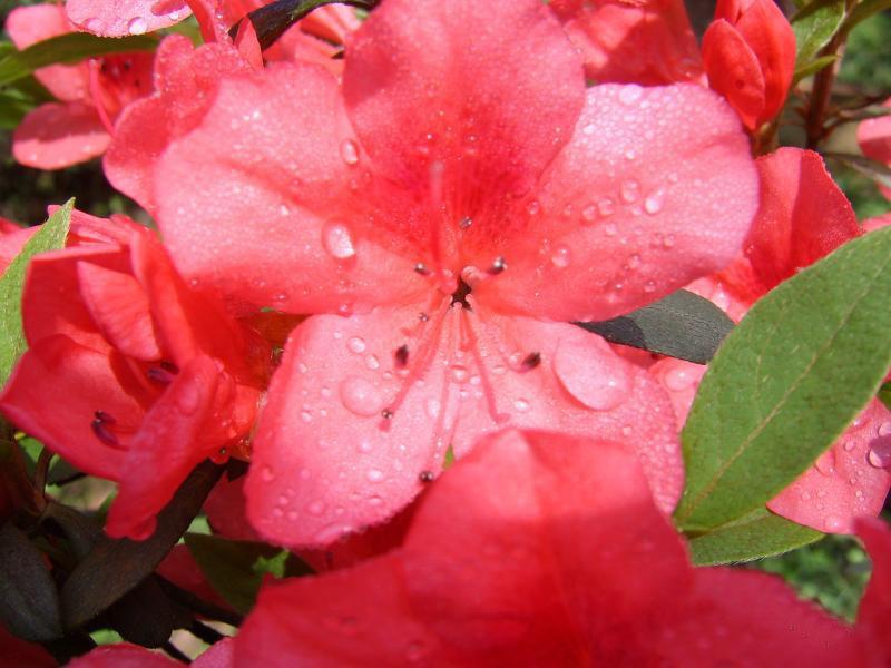 杜鹃花 杜鹃花
