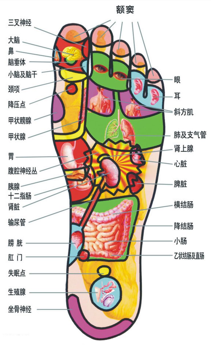 脚底反射区 脚底反射区
