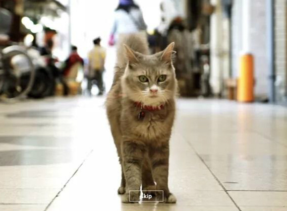 猫咪街景地图 猫咪街景地图
