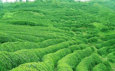 茶(中国传统饮品) 茶(中国传统饮品)