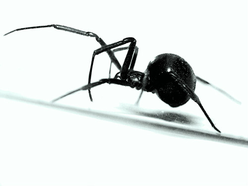 Latrodectus mactans Latrodectus mactans