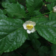 夏蜡梅(中药) 夏蜡梅(中药)