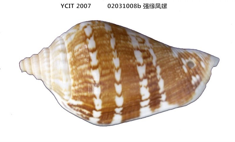 强缘凤螺 强缘凤螺
