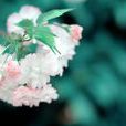 日本晚樱(蔷薇科樱属植物) 日本晚樱(蔷薇科樱属植物)