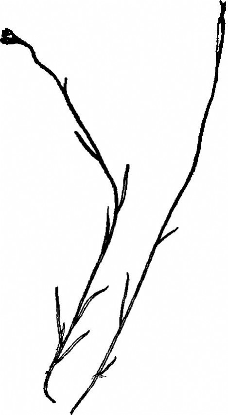 钻裂风铃草 钻裂风铃草