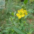 黄薇(千屈菜科、黄薇属灌木植物) 黄薇(千屈菜科、黄薇属灌木植物)