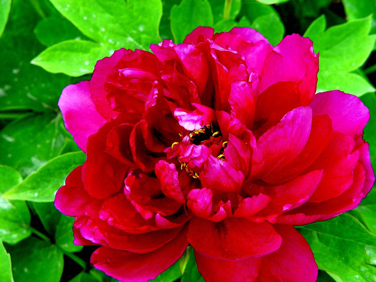 月季花期 月季花期