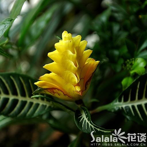 银脉花 银脉花