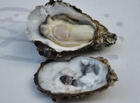 大连湾牡蛎 大连湾牡蛎
