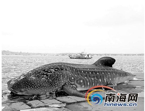 七星鲨 七星鲨