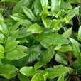 茶(中国传统饮品) 茶(中国传统饮品)