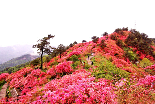 金龙山上的映山红 金龙山上的映山红