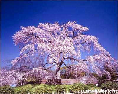 台湾阳明山公园 台湾阳明山公园