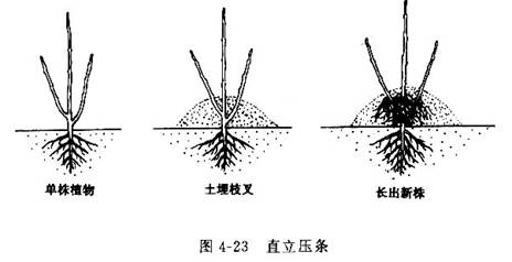 直立压条 直立压条