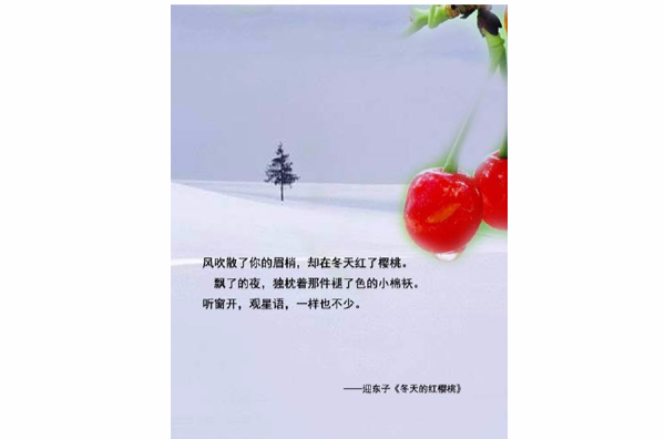 冬天的红樱桃 冬天的红樱桃