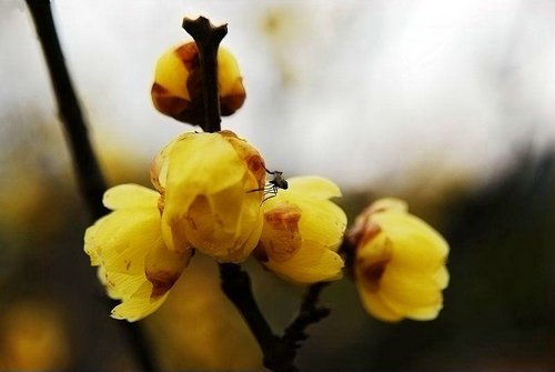 鄢陵蜡梅 鄢陵蜡梅