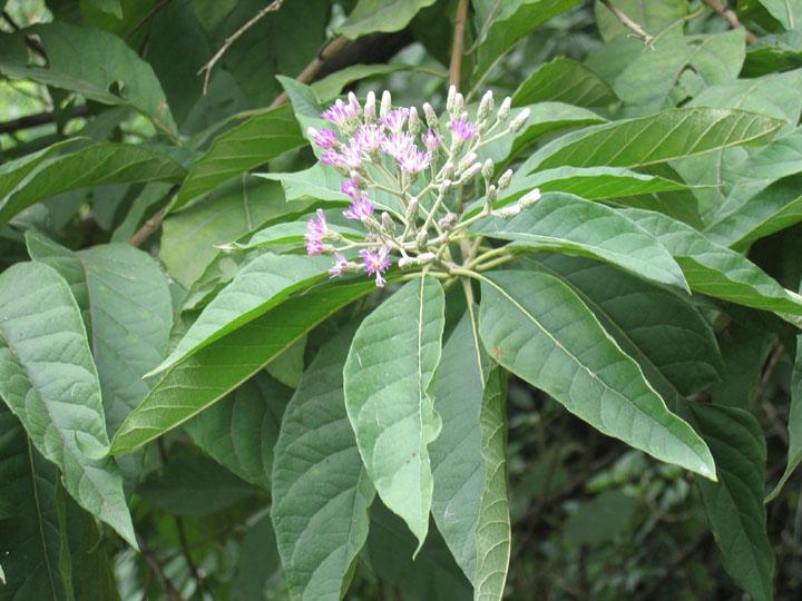 斑鸠菊 斑鸠菊