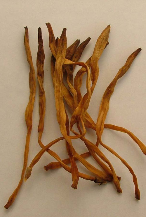 金针菜 金针菜