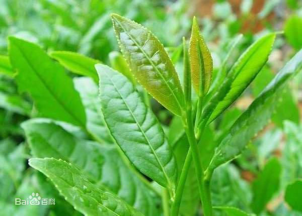 茶(中国传统饮品)