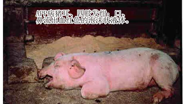 猪传染性胸膜肺炎 猪传染性胸膜肺炎