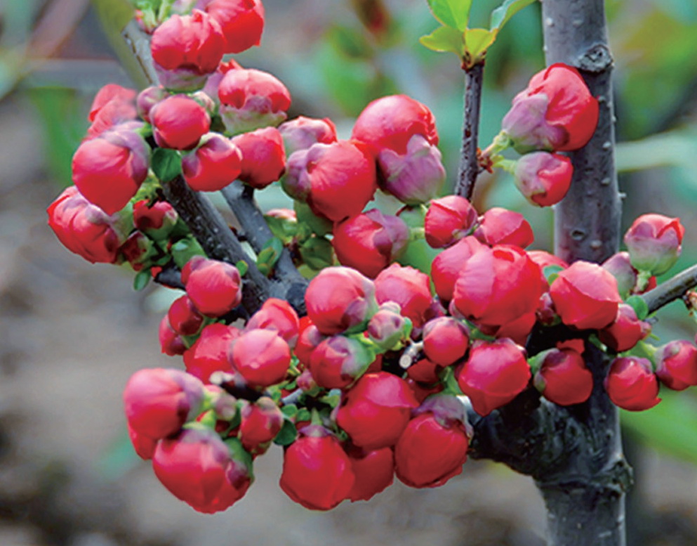 沂蒙红(长寿冠) 沂蒙红(长寿冠)