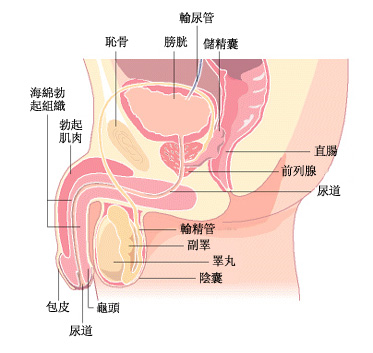 男性生殖系统 男性生殖系统
