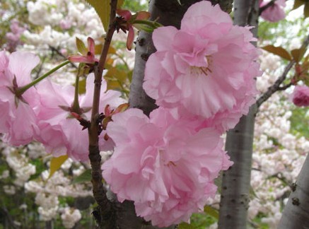 重瓣樱花 重瓣樱花