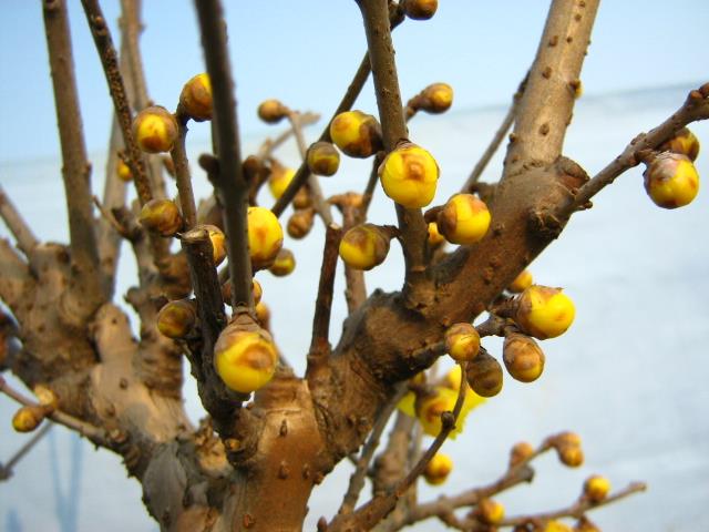 鄢陵蜡梅 鄢陵蜡梅