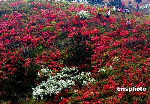 杜鹃花 杜鹃花