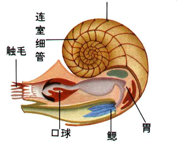 鹦鹉螺 鹦鹉螺