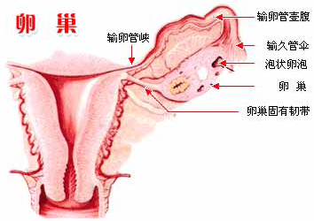 卵巢 卵巢
