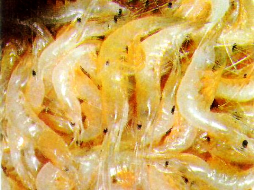 毛虾 毛虾