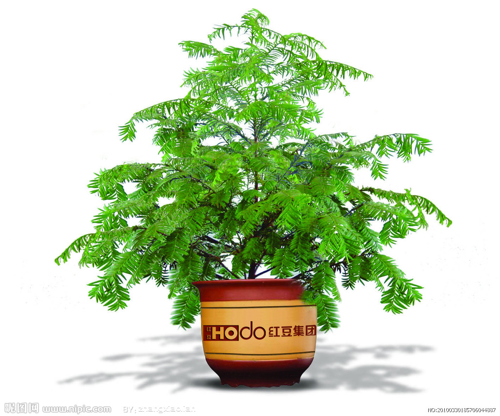 红豆杉 红豆杉