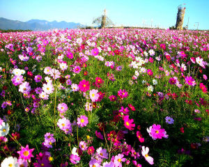 节能低碳环保生活 节能低碳环保生活