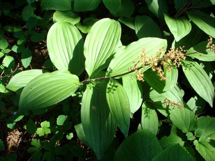 兴安鹿药 兴安鹿药