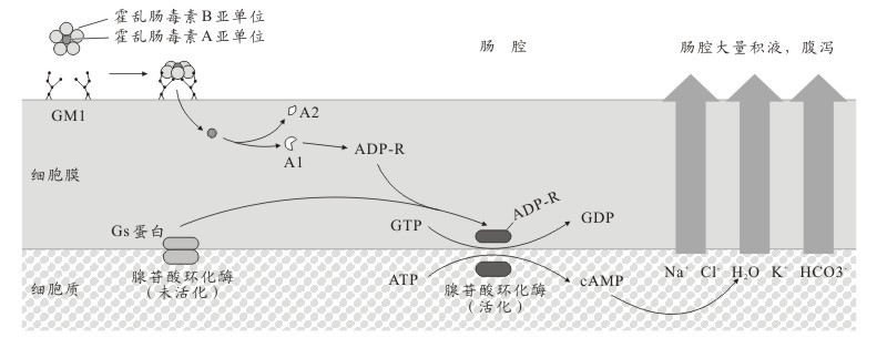 霍乱肠毒素的作用机制 霍乱肠毒素的作用机制