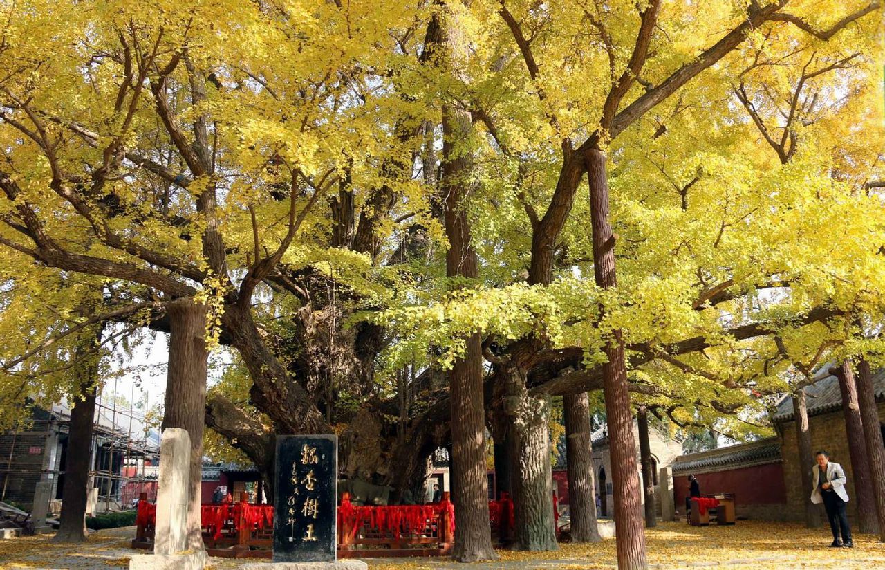 莒县浮来山中的3000年银杏树 莒县浮来山中的3000年银杏树