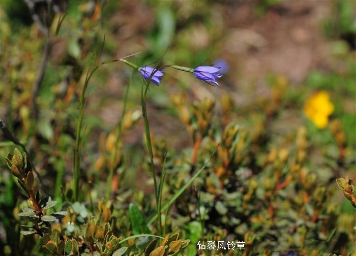 针叶风铃草 针叶风铃草