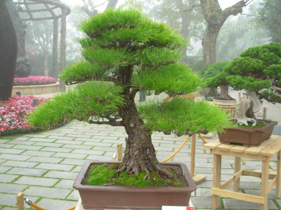 盆景 盆景