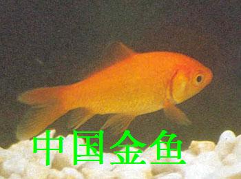 日本金鱼 日本金鱼