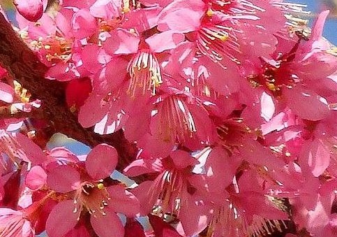 冬樱花 冬樱花
