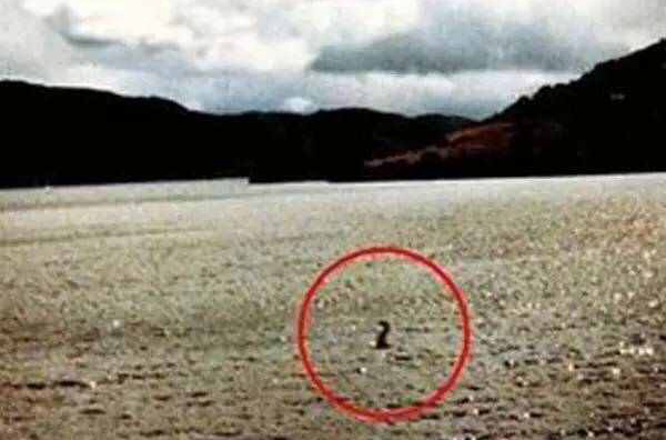 青海湖水怪 青海湖水怪