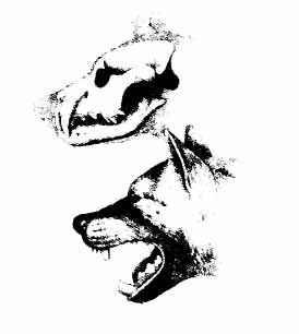 巨鬣狗头部素描 巨鬣狗头部素描