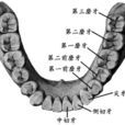 尽头牙 尽头牙