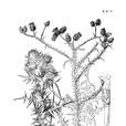 穗花刺头菊 穗花刺头菊