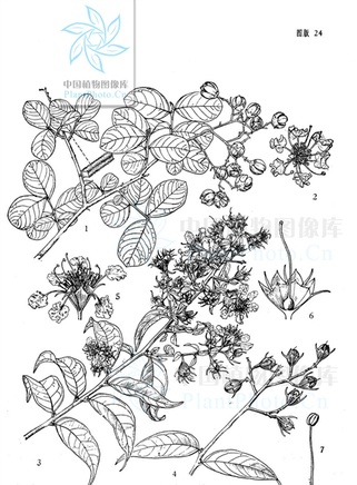 曾伟权