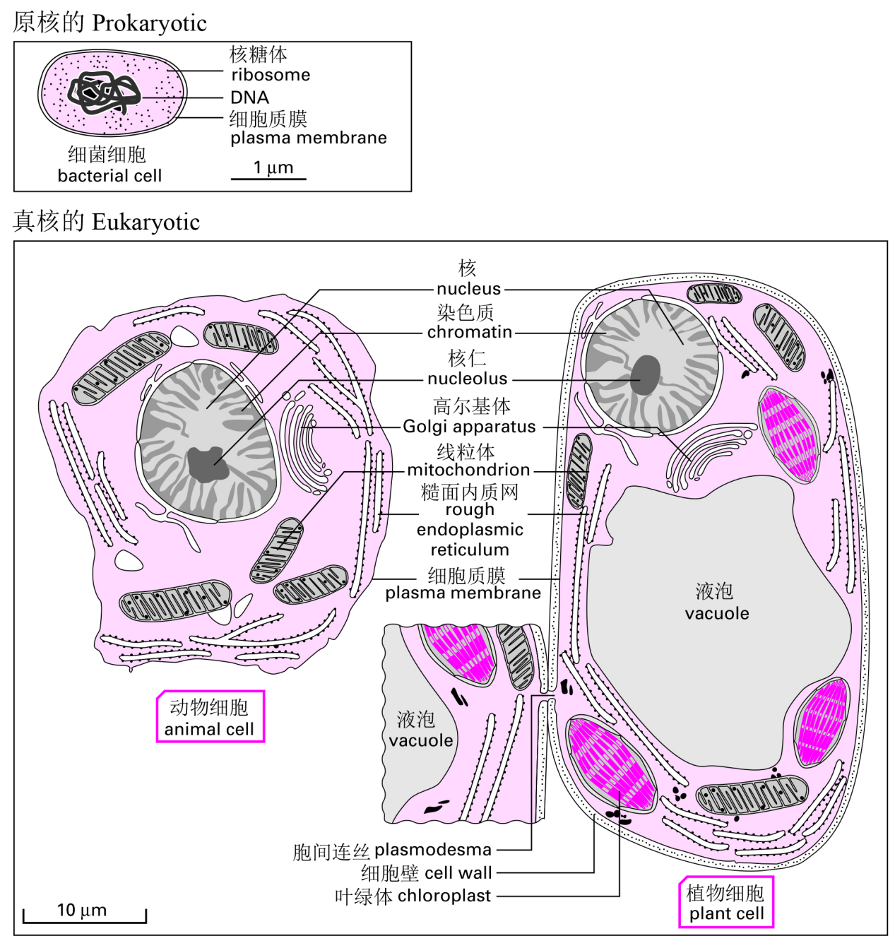 图1 原核细胞与真核细胞结构的比较